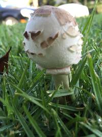 Chlorophyllum molybdites image