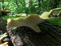 Polyporus squamosus image