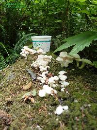 Pleurotus ostreatus image