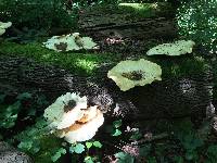 Polyporus squamosus image