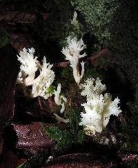 Clavulina coralloides image