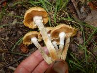 Armillaria mellea image