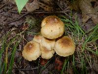 Armillaria mellea image