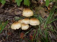 Armillaria mellea image