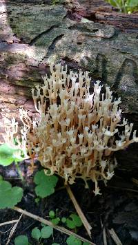 Artomyces pyxidatus image