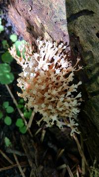 Artomyces pyxidatus image