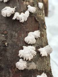 Schizophyllum commune image