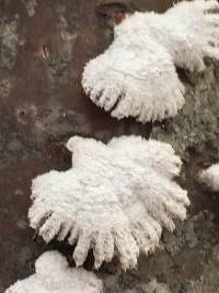 Schizophyllum commune image