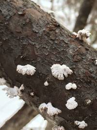 Schizophyllum commune image