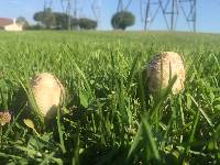 Chlorophyllum molybdites image