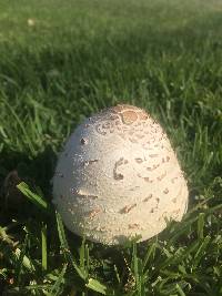 Chlorophyllum molybdites image