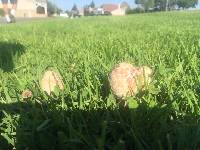 Chlorophyllum molybdites image