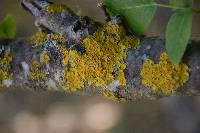 Xanthoria parietina var. parietina image