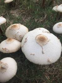 Chlorophyllum molybdites image