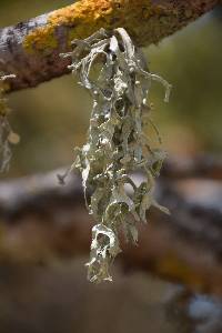 Ramalina leptocarpha image