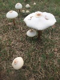 Chlorophyllum molybdites image