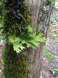 Lobaria pulmonaria image