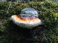 Fomitopsis pinicola image