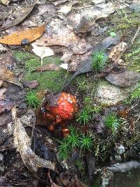 Calostoma cinnabarinum image