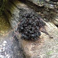 Tremella foliacea image