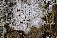 Pertusaria amara f. amara image