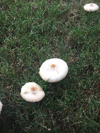 Chlorophyllum molybdites image