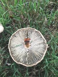 Chlorophyllum molybdites image