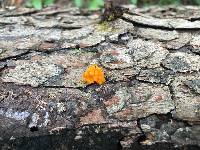 Tremella mesenterica image