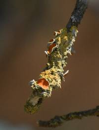 Xanthoria parietina var. parietina image