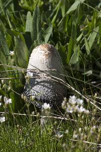 Coprinus comatus image