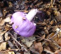 Cortinarius porphyroideus image