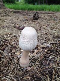 Leucoagaricus americanus image