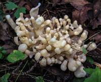 Tremella reticulata image