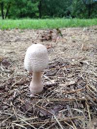 Leucoagaricus americanus image