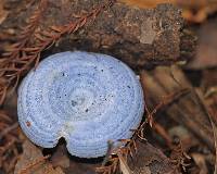 Lactarius indigo image