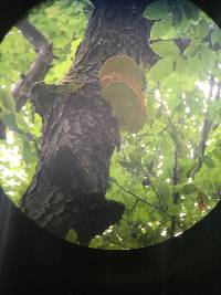 Laetiporus sulphureus image