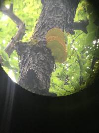 Laetiporus sulphureus image