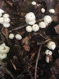 Marasmius rotula image