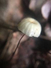 Marasmius rotula image