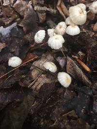 Marasmius rotula image