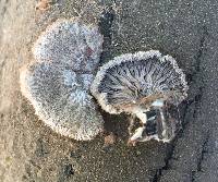 Schizophyllum commune image