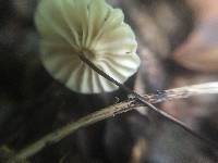 Marasmius rotula image