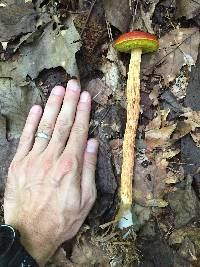 Heimioporus betula image