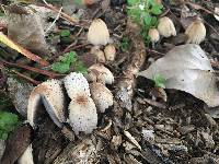 Coprinellus micaceus image