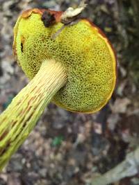 Heimioporus betula image