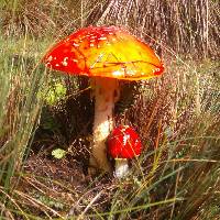 Amanita muscaria image