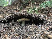 Amanita muscaria image