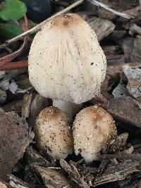 Coprinellus micaceus image