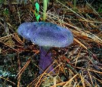 Cortinarius violaceus image