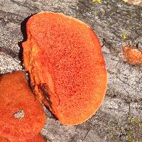 Pycnoporus cinnabarinus image